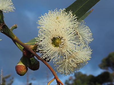 Eucalyptus gomphocephala f Denzel Murfet Port Elliot